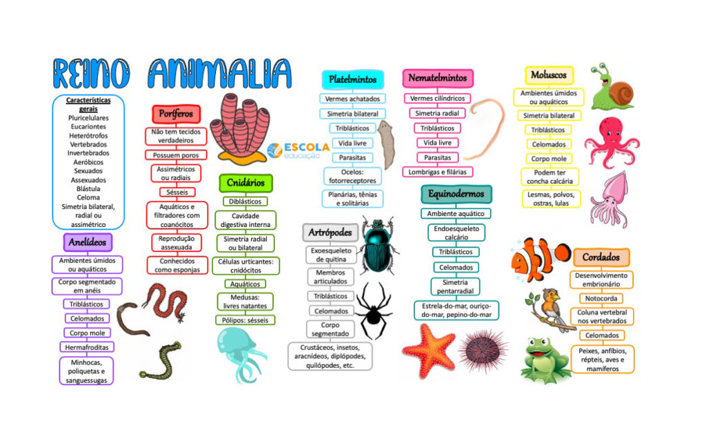 Mapa mental - Reino Animalia