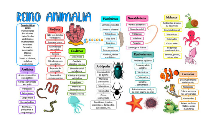 Mapa mental - Reino Animalia