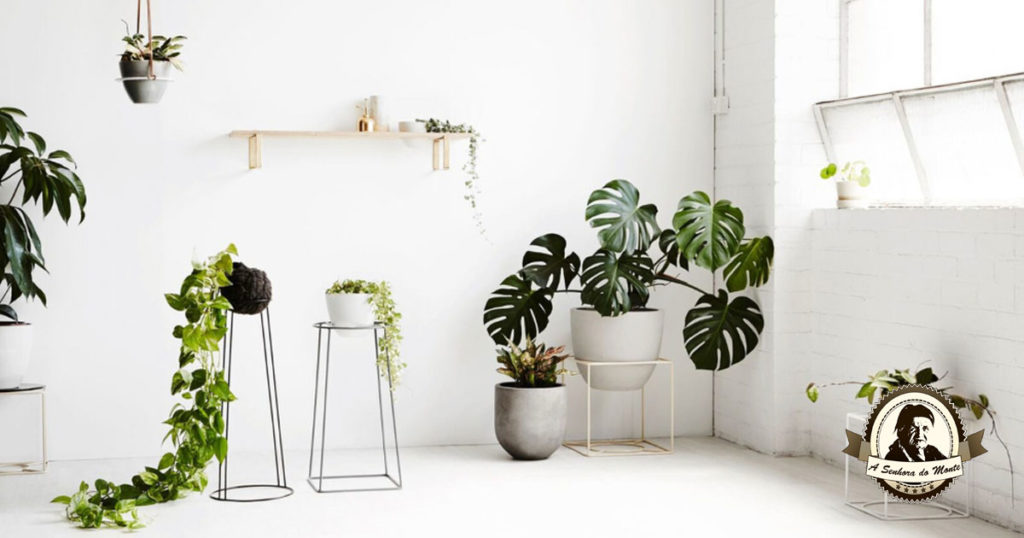 Plantas fáceis de cuidar - Costela-de-adão