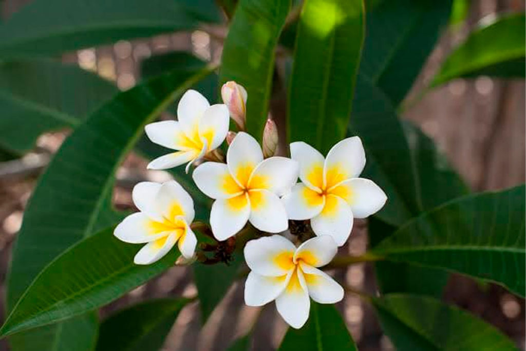 La flor de mayo