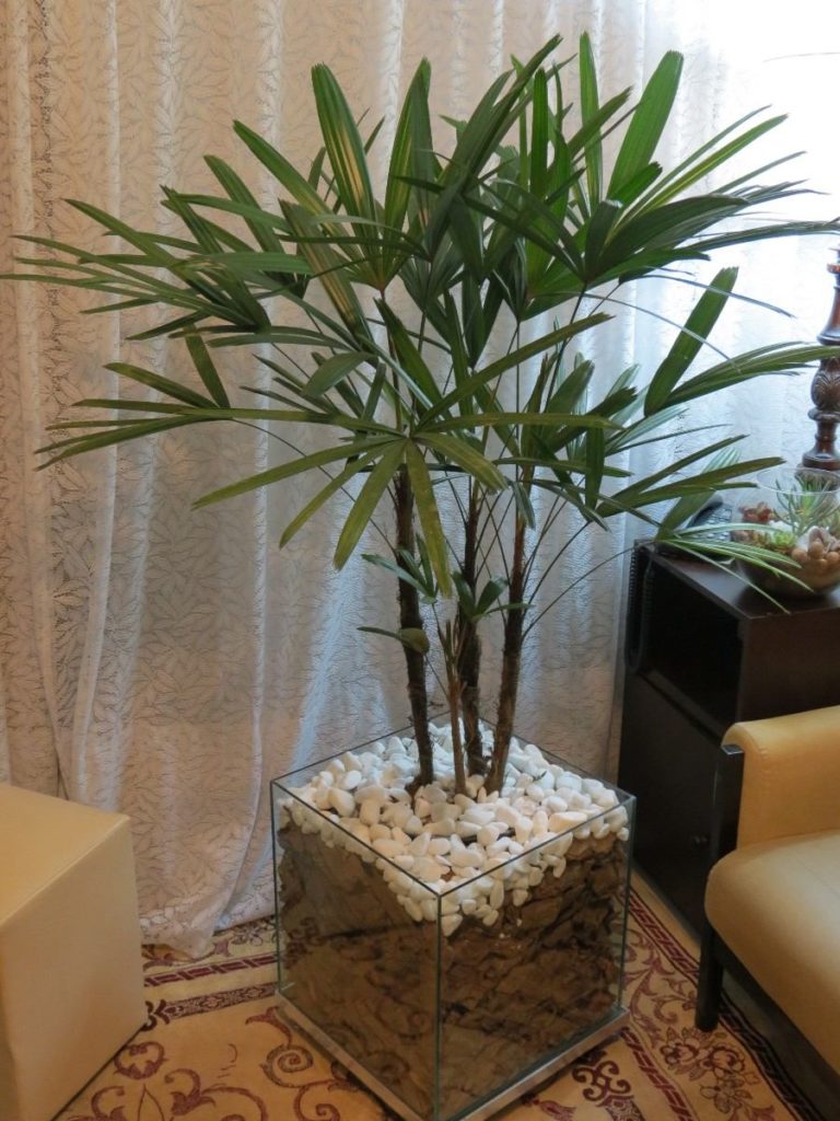 Plantas para cultivar em apartamento - Palmeira-ráfis
