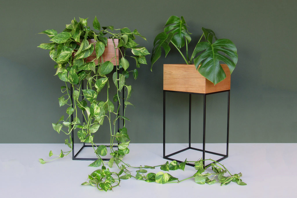 Plantas fáceis de cuidar