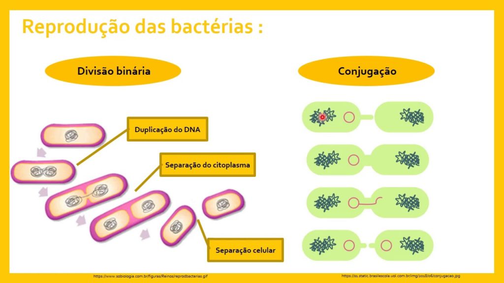Reprodução das bácterias