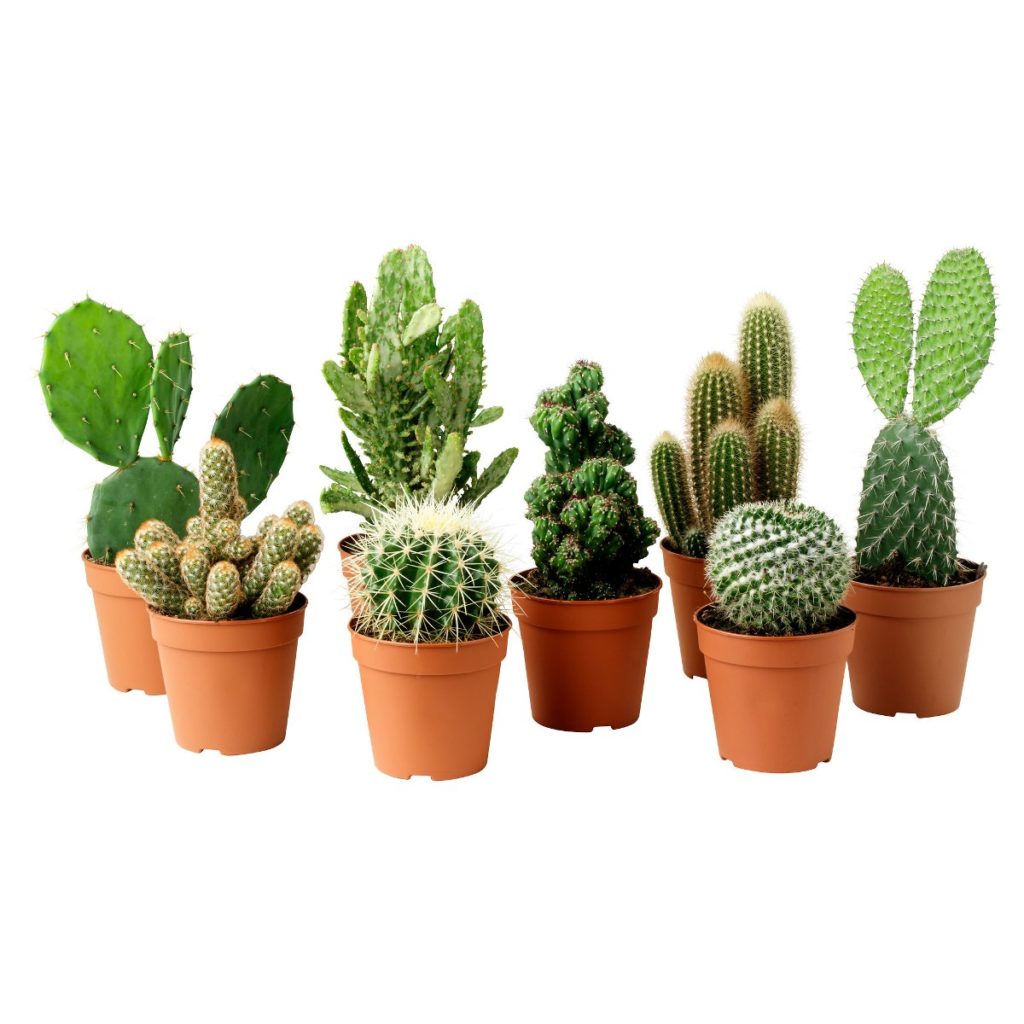 Cactos
