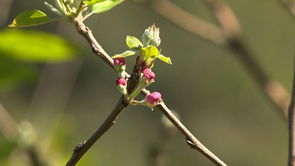 Citocinina