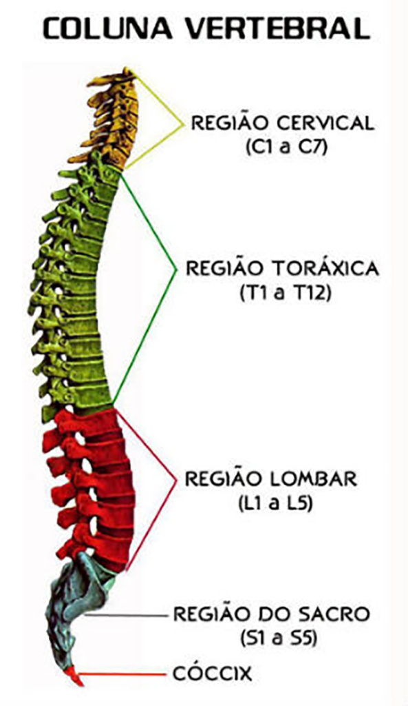 Esqueleto axial - Coluna vertebral