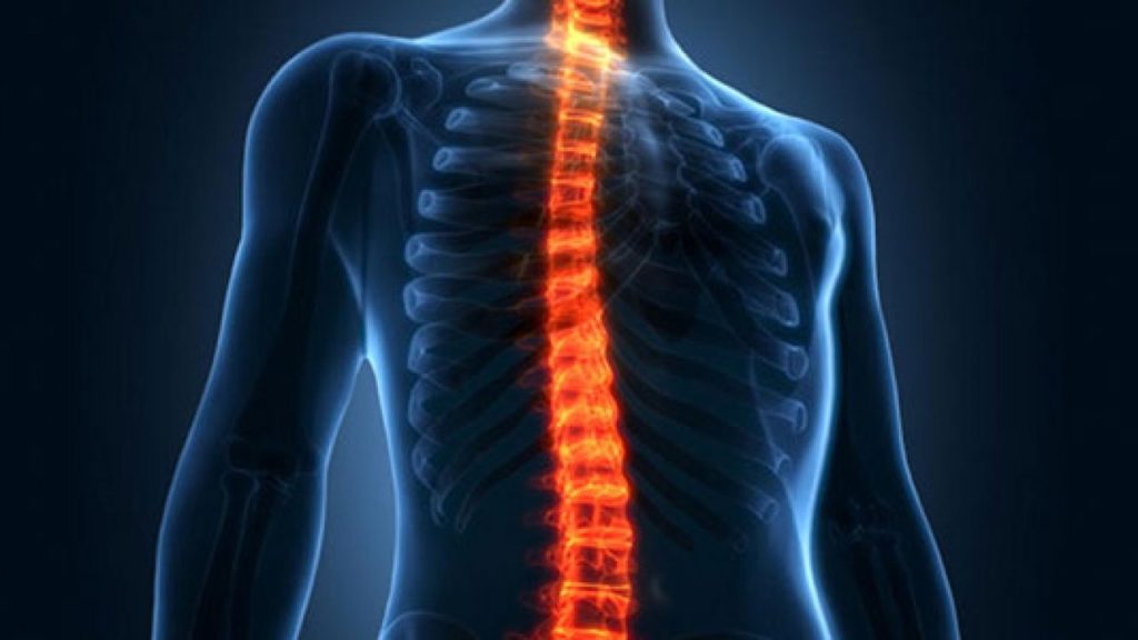 Coluna vertebral