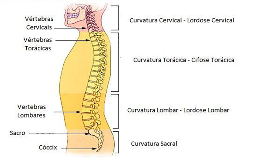Curvaturas da coluna vertebral