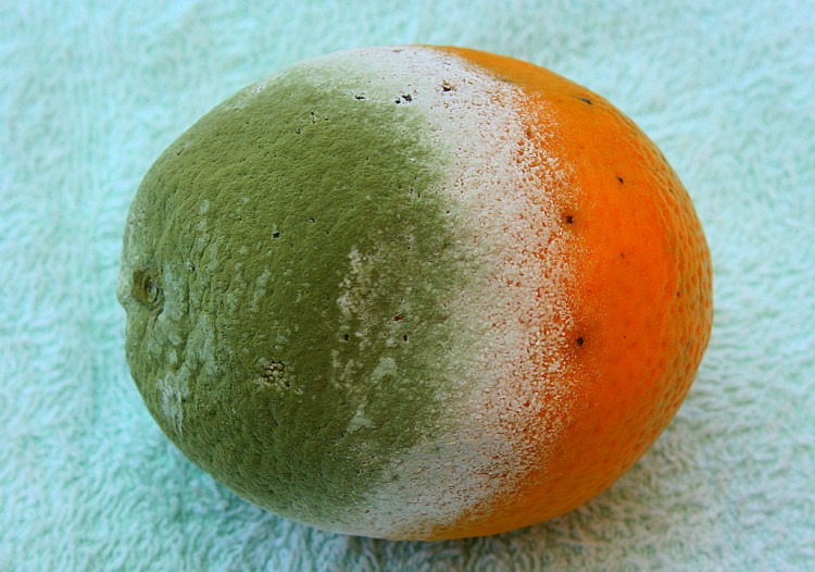 Decomposição da laranja