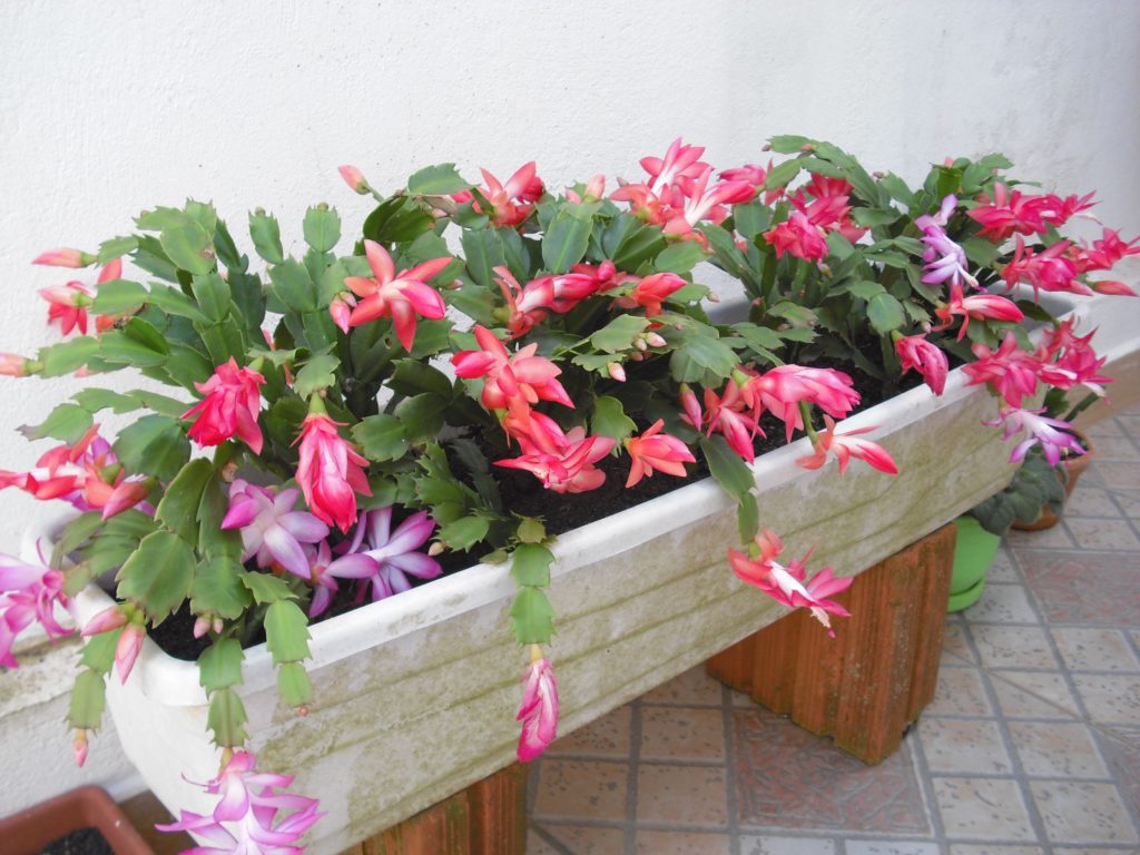 Flor de maio