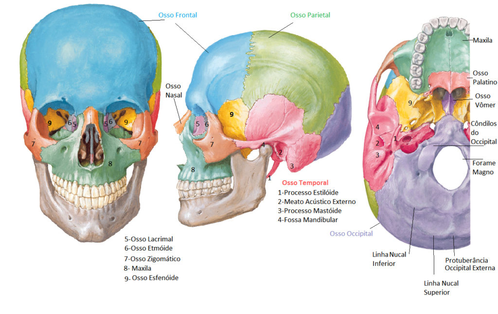 Esqueleto axial - Ossos do crânio