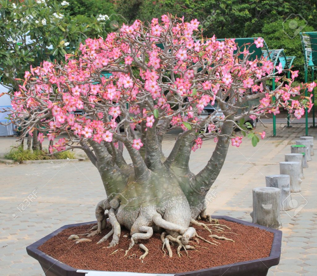 Rosa do deserto