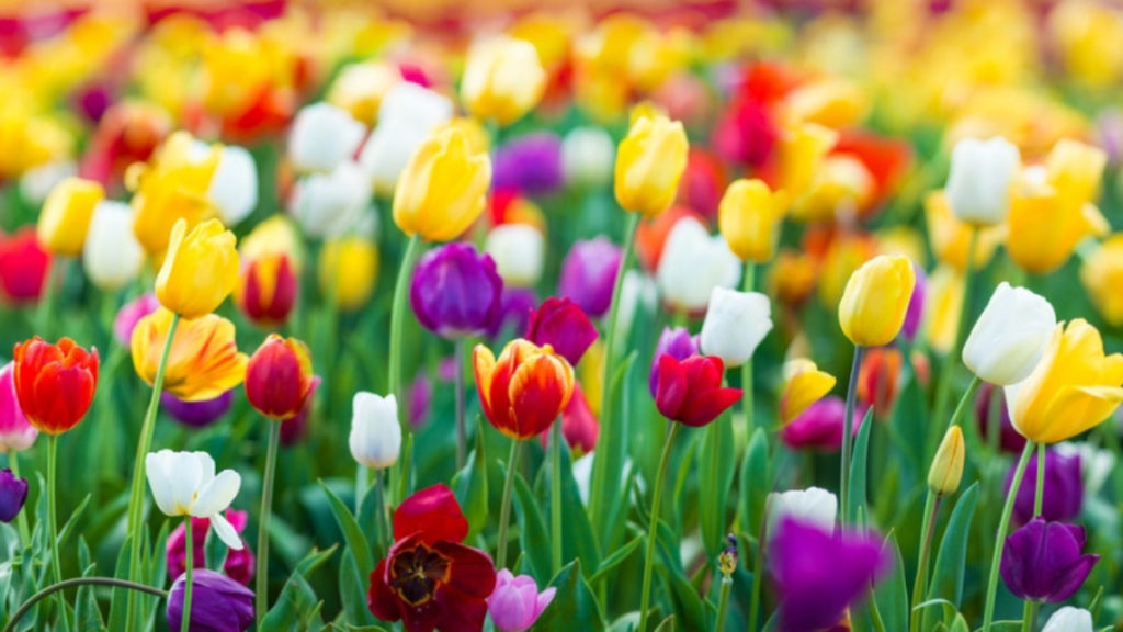 Tulipas