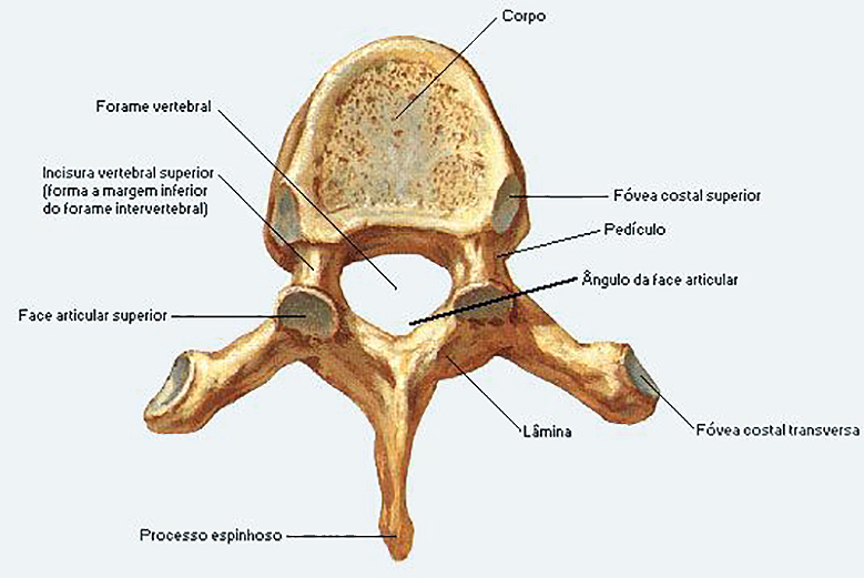 Coluna vertebral - Anatomia da vértebra