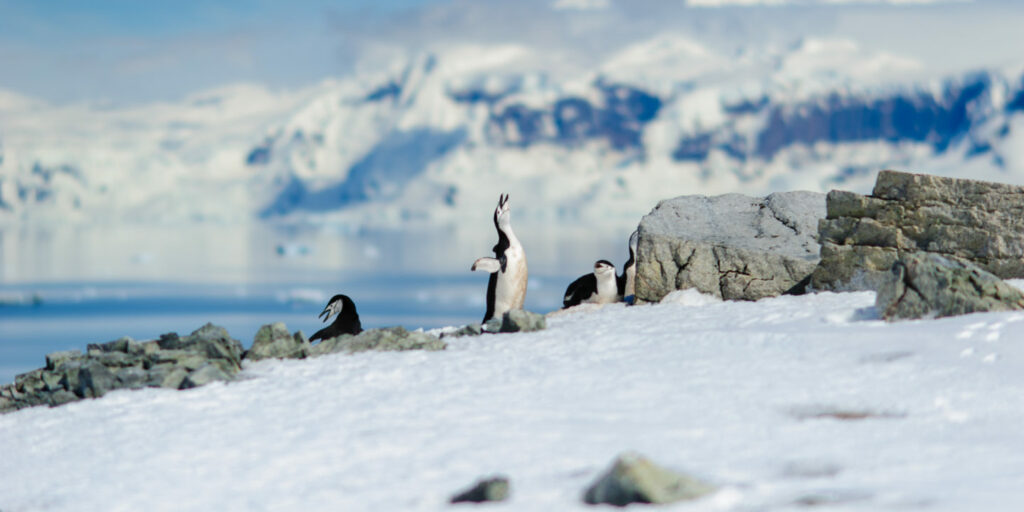 Pinguins na Antártida 