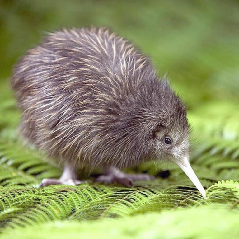 Kiwi (animal) - Habitat, alimentação, ovo, extinção, curiosidades e fotos