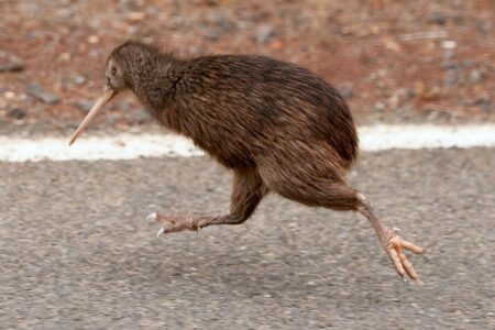 Kiwi (animal) - Habitat, alimentação, ovo, extinção, curiosidades e fotos