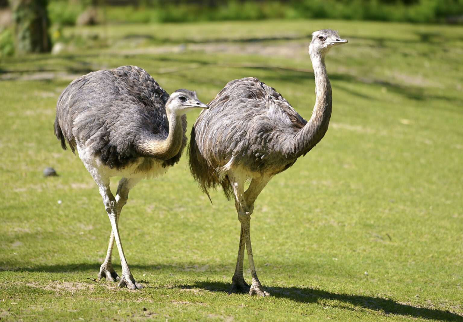 Diferenças entre avestruz, ema e rhea - Características e habitat das aves