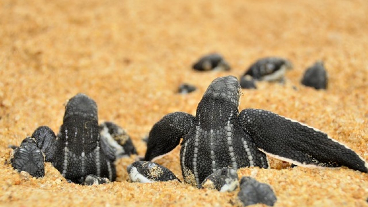 Tartaruga-de-couro filhotes