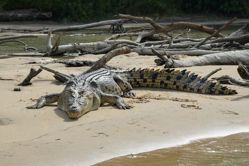 crocodilo-agua-salgada