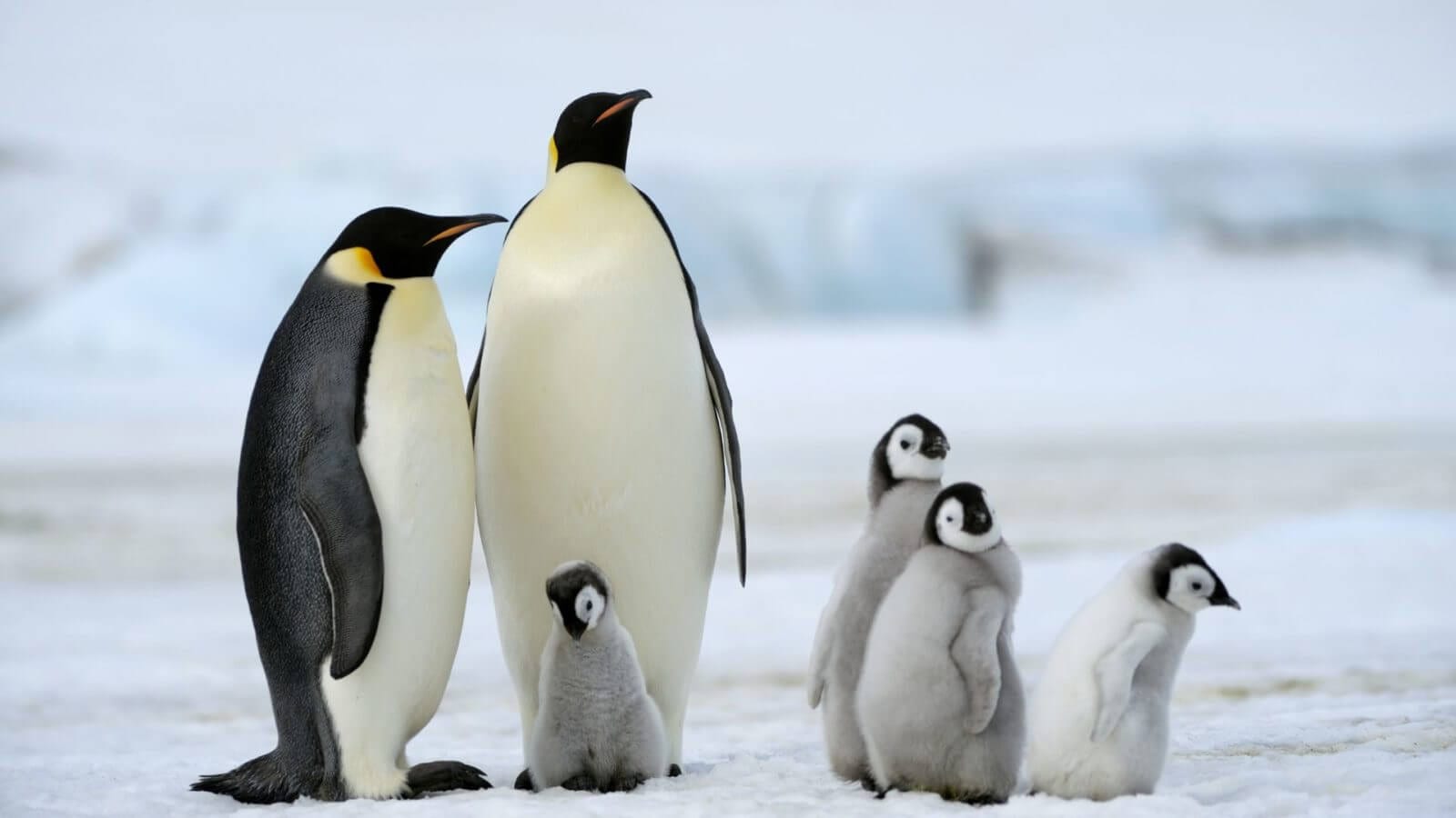 Alerta: espécie de pinguim da Antártida pode ser extinta em breve