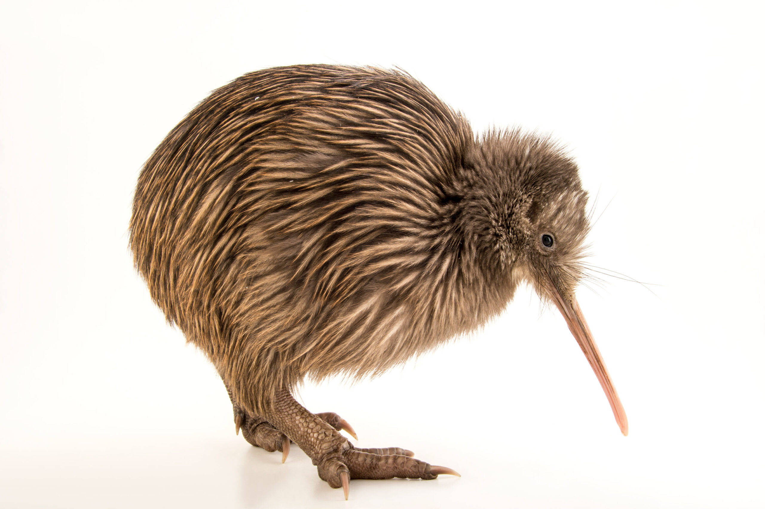 Kiwi orchestra. Киви птица. Птица киви в новой Зеландии. Новозеландцы киви. Apteryx haastii.
