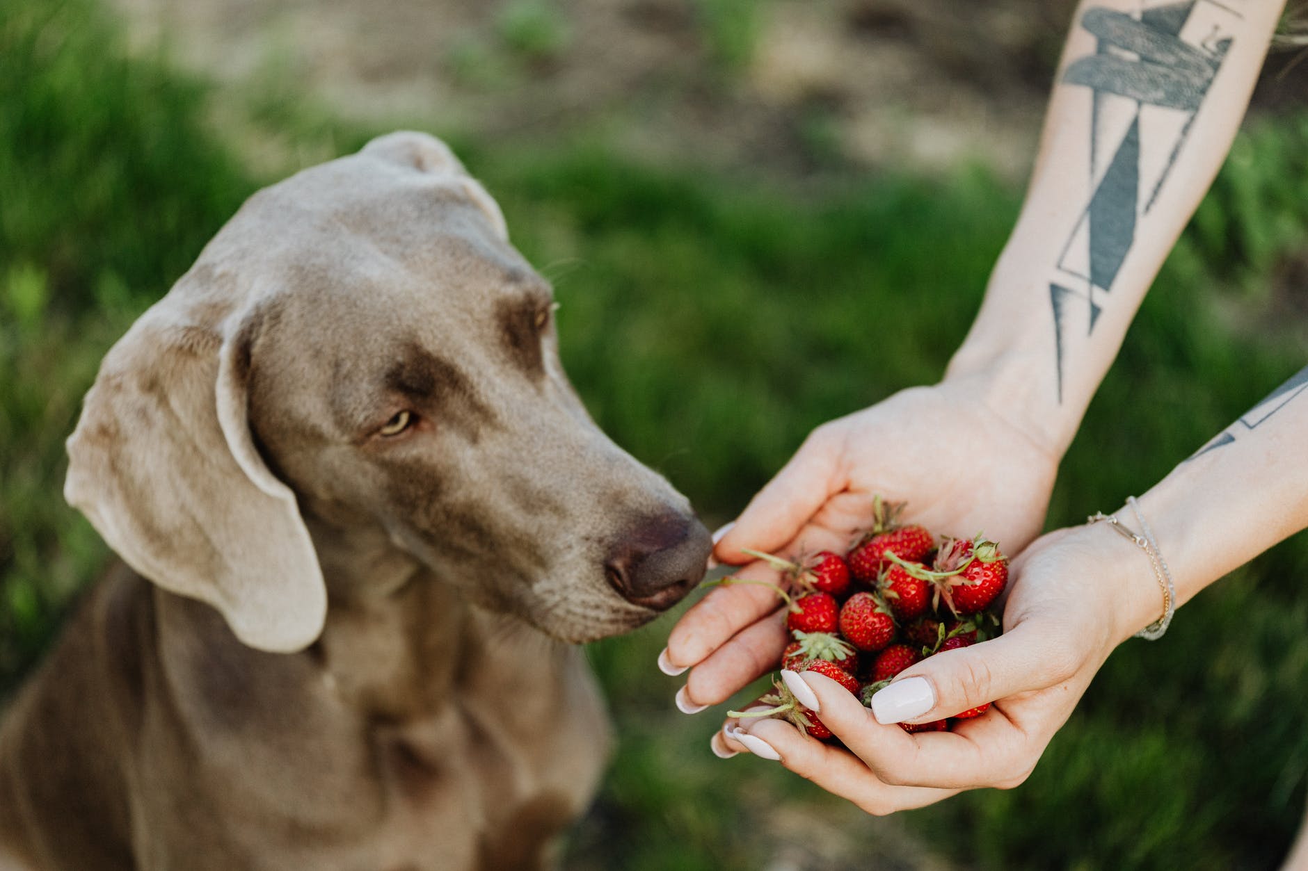 Atenção! Veja as frutas que são proibidas para cachorros