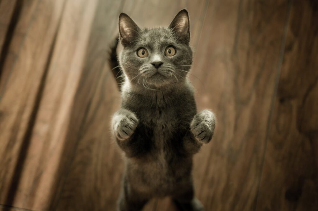 Dar banho em gatos: aprenda de uma vez por todas.