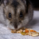 Hamster Anão Russo