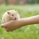 Hamster Sirio