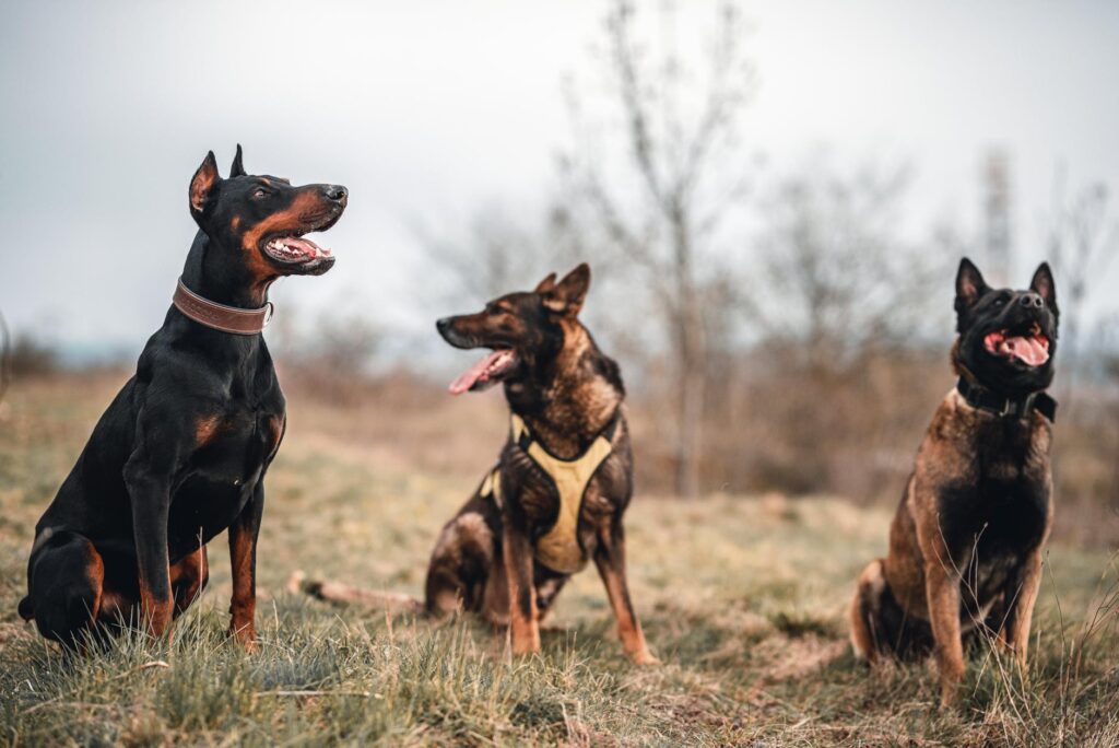 Quais as raças de cães considerados perigosos.