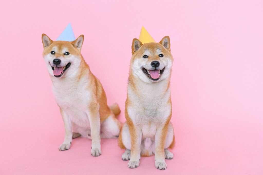 Conheça a raça Shiba, um dos cães mais populares do Japão