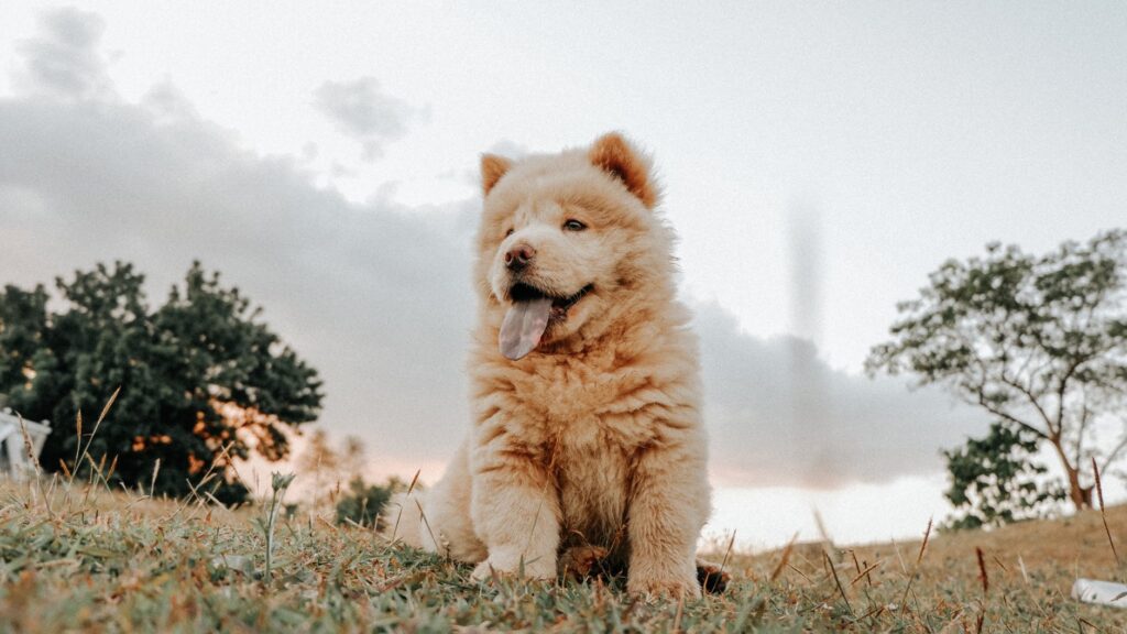 Cachorro ou Urso? Veja raças caninas que se parecem com ursos.