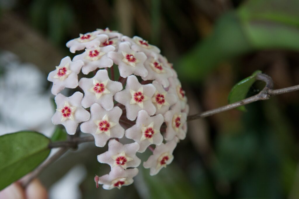 Aprenda a cultivar flor de cera