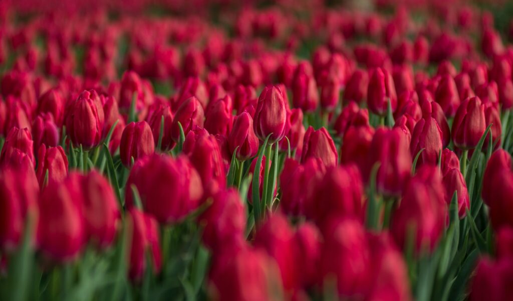 Como cultivar tulipas em casa.