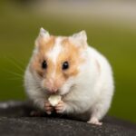 como-escolher-entre-hamster-sirio-e-anao-russo