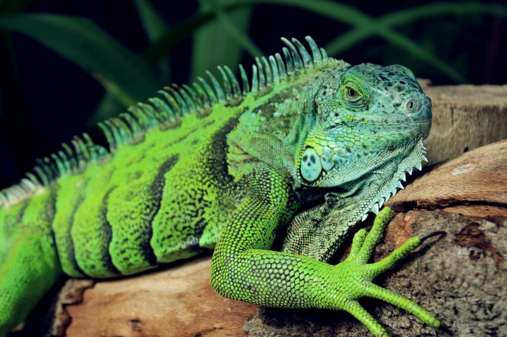 CONFIRA A LISTA DE ANIMAIS SILVESTRES PERMITIDOS PELO IBAMA NO BRASIL