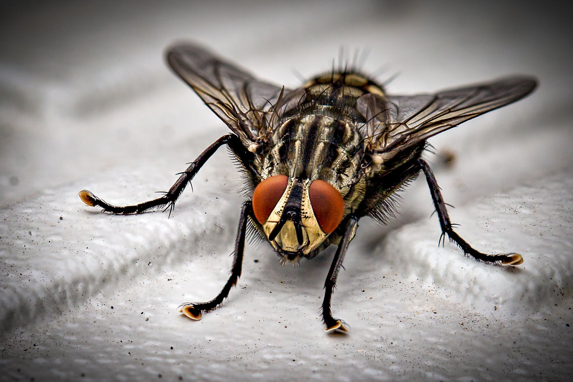 Aprenda a espantar moscas da sua casa com métodos naturais e eficazes