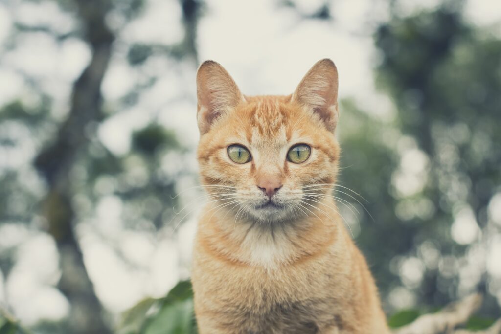 Gata adota filhotes de cachorros após perder os seus próprios filhotes. Confira!