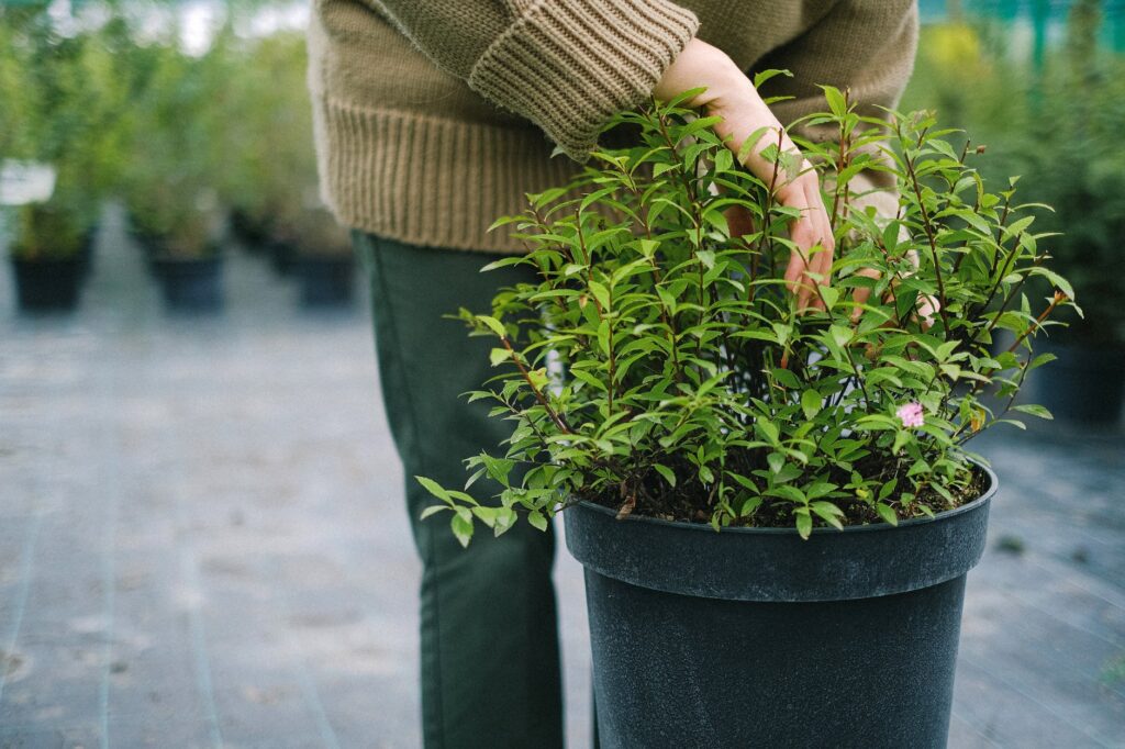 Atraia boas energias, dinheiro e sorte para a sua casa! Conheça algumas plantas que trarão sorte para o seu lar