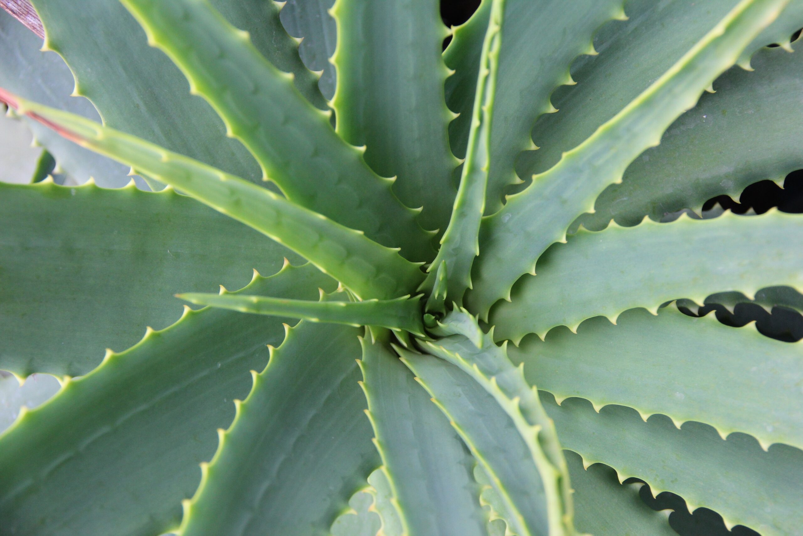 Conheça as plantas que podem trazer boa sorte e proteção para a sua casa