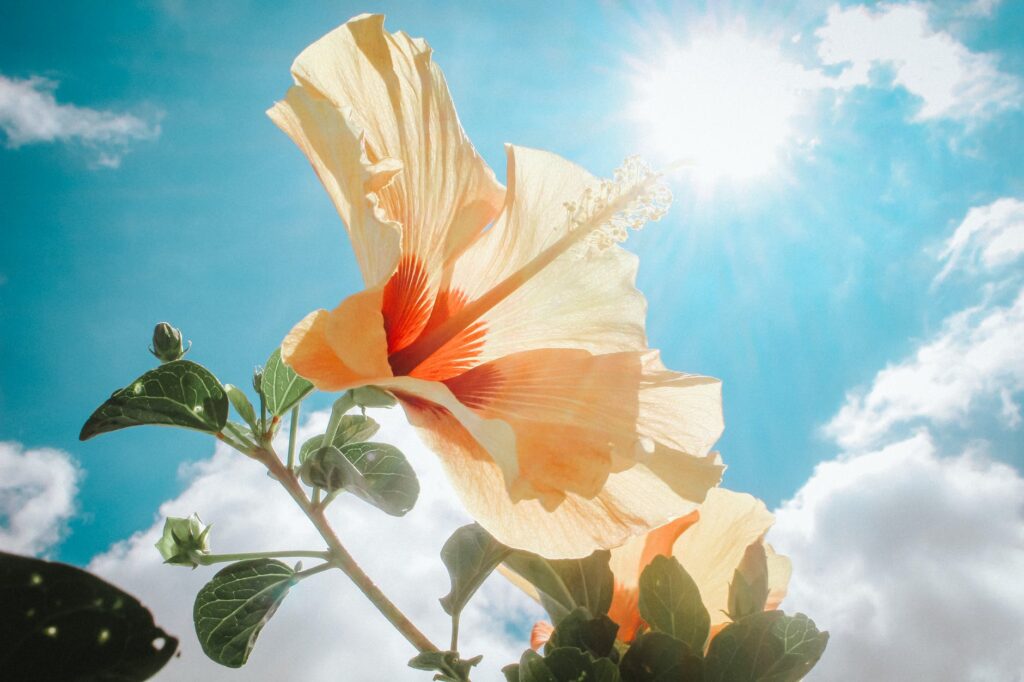 Dicas de como cultivar hibisco.