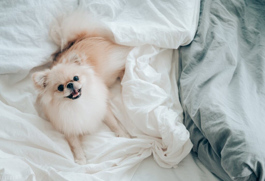 Dormir com seu animal lhe traz benefícios ou malefícios?