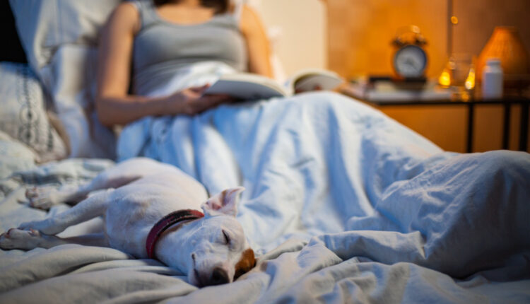 Dormir com seu animal lhe traz benefícios ou malefícios?