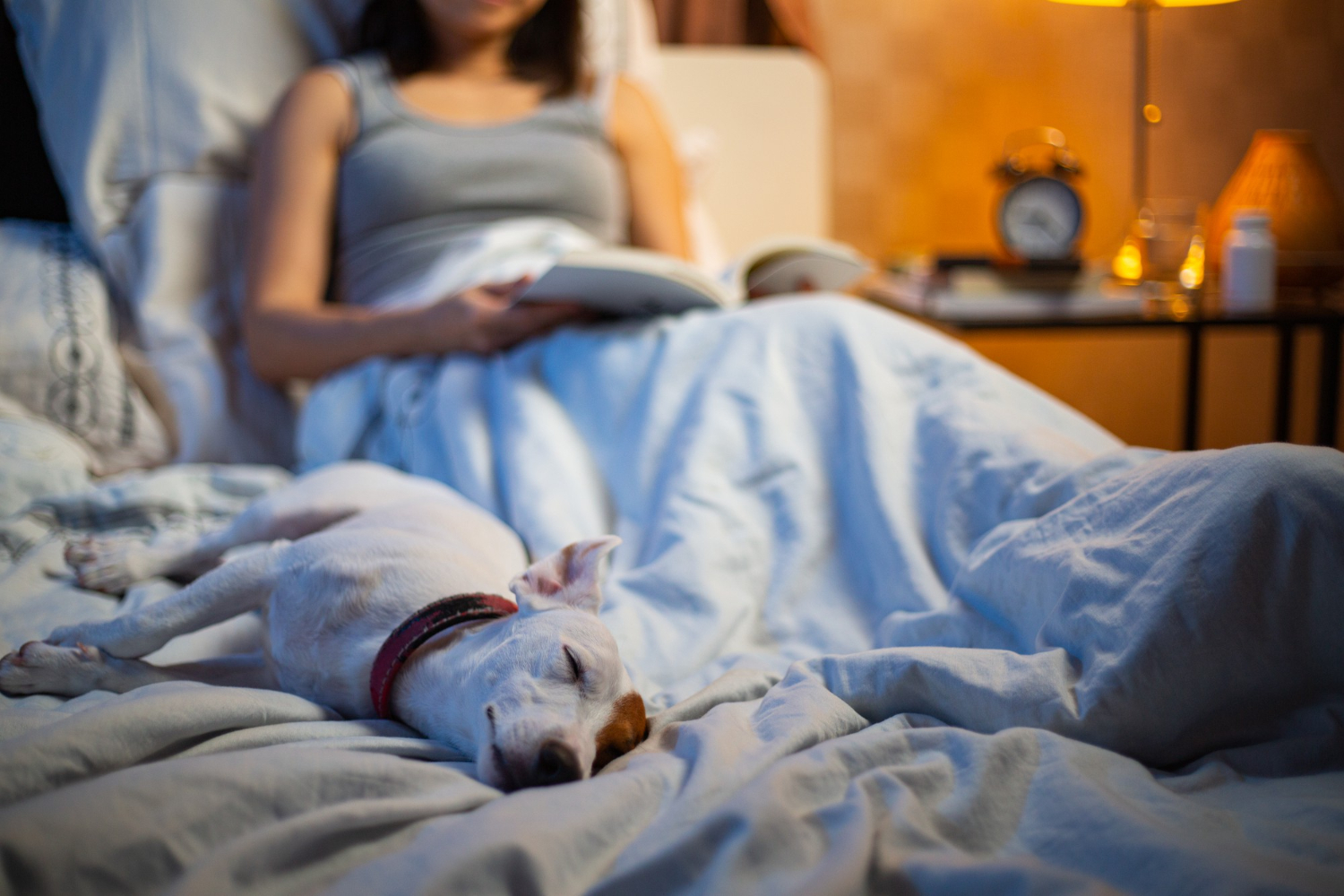 Dormir com seu animal lhe traz benefícios ou malefícios?