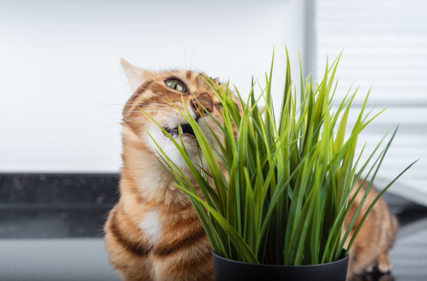 Conheça como catnip pode beneficiar o seu gato.