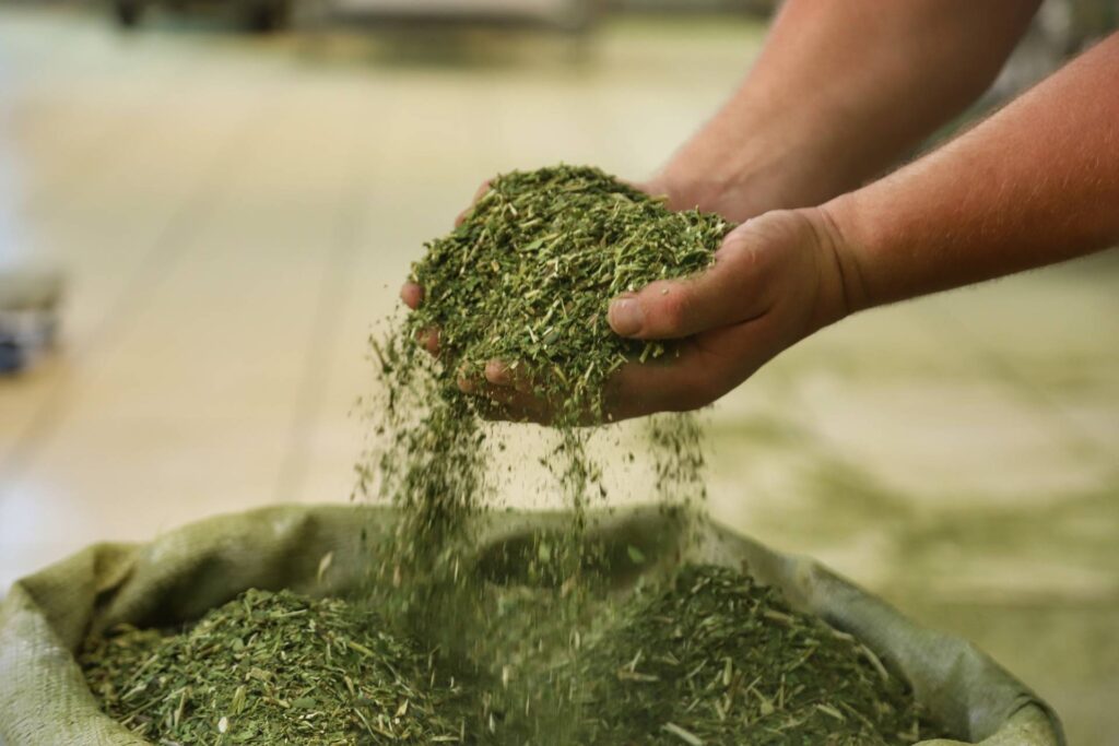 Quer plantar erva mate? Saiba como deve ser o cultivo em casa. Fonte: Pexels.