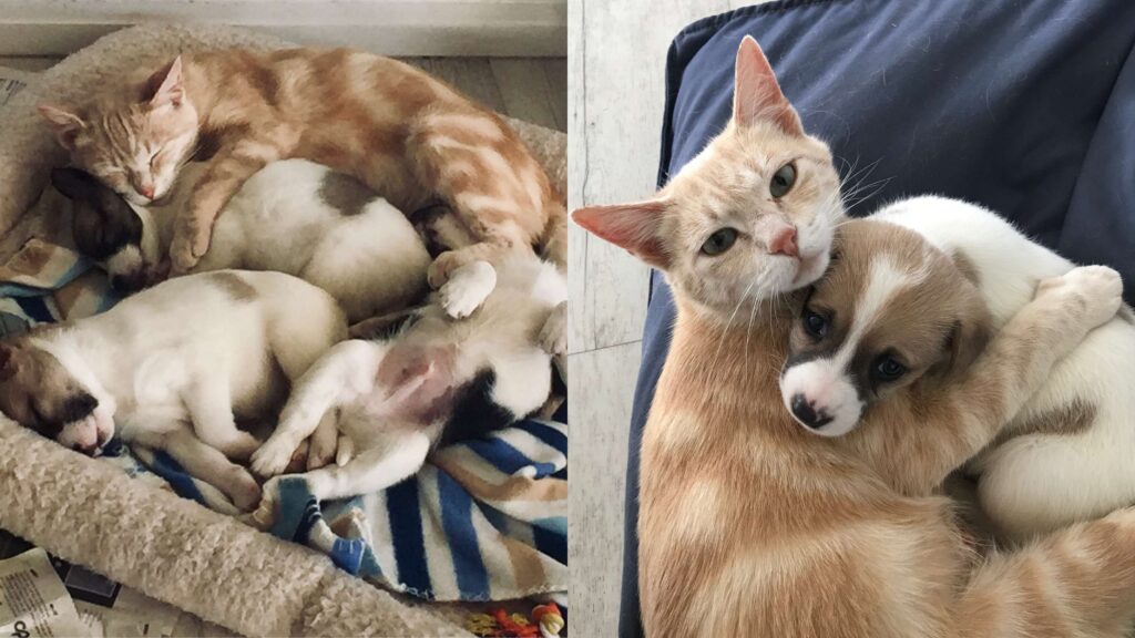 Gata adota filhotes de cachorros após perder os seus próprios filhotes. Confira!