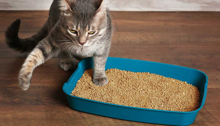 Gato usando caixa de areia
