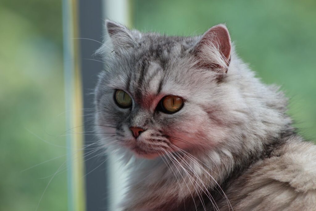 Os gatos mais fofos para se ter em casa.